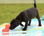 Small #6 Mutt