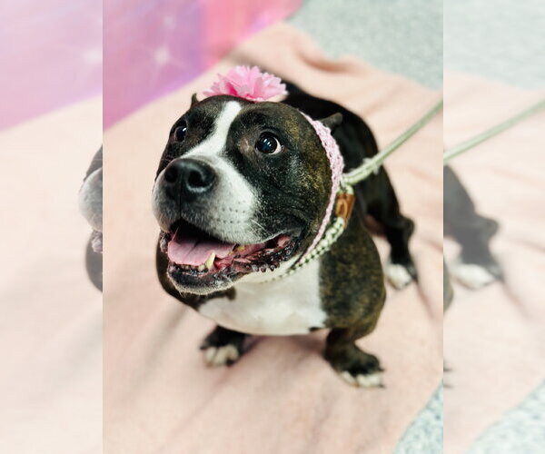 Medium Photo #3 Mutt Puppy For Sale in Manahawkin, NJ, USA