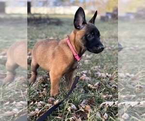 Belgian Malinois Puppy for sale in AUGUSTA, WI, USA
