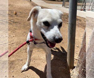 Gandalf - - Male Cheagle Dog for Adoption - Photo #15