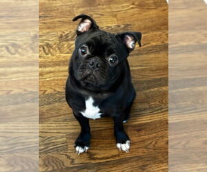 Pug-Unknown Mix Dogs for adoption in East Derry, NH, USA