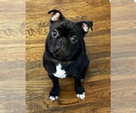 Small Pug Mix