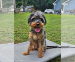 Small #1 Australian Terrier Mix