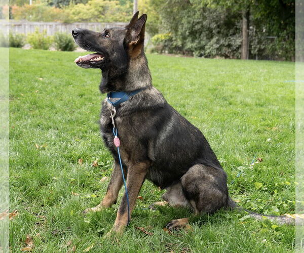 Medium Photo #4 German Shepherd Dog Puppy For Sale in Princeton, MN, USA