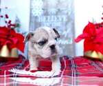 Small Photo #3 Bulldog Puppy For Sale in FORT LAUDERDALE, FL, USA