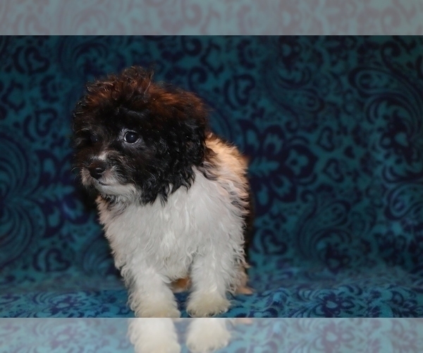 Medium Photo #11 Goldendoodle (Miniature) Puppy For Sale in DYERSBURG, TN, USA