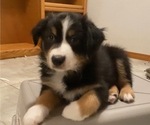 Puppy Sparrow M 2 Australian Shepherd