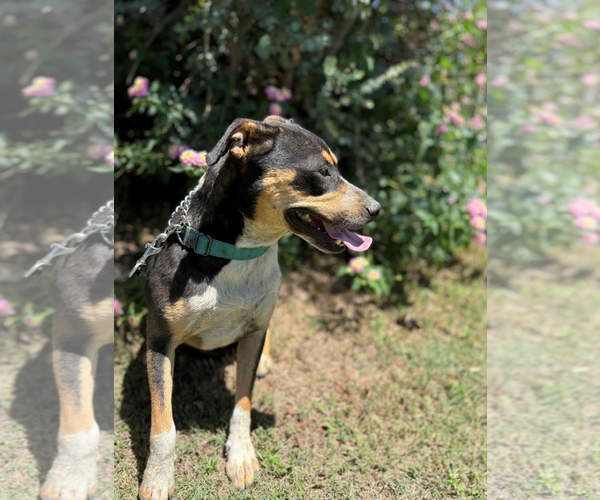 Medium Photo #2 American Pit Bull Terrier-Unknown Mix Puppy For Sale in Fresno, CA, USA