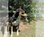 Small #1 American Pit Bull Terrier Mix