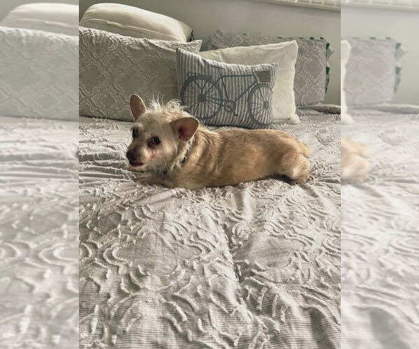 Medium Photo #4 Chi-Poo (Miniature) Puppy For Sale in Plantation, FL, USA