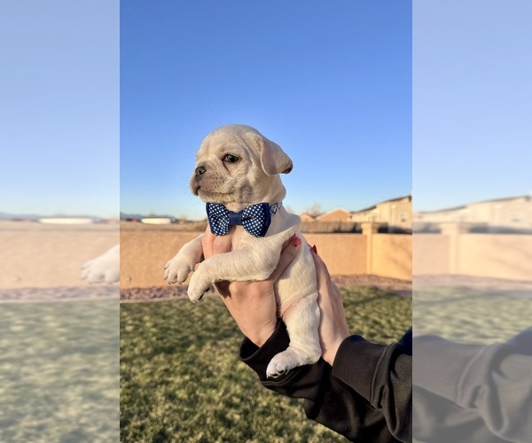 Medium Photo #1 French Bulldog Puppy For Sale in PUEBLO, CO, USA