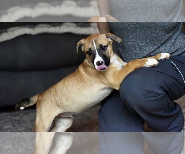 Medium Photo #4 American Bulldog-Labrador Retriever Mix Puppy For Sale in Mechanicsburg, PA, USA