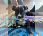 Small #2 American Staffordshire Terrier Mix