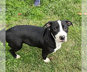 Mutt Dogs for adoption in Placerville, CA, USA
