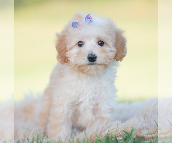 Medium Photo #4 Goldendoodle (Miniature) Puppy For Sale in WARSAW, IN, USA