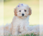 Small Photo #79 Goldendoodle (Miniature) Puppy For Sale in WARSAW, IN, USA