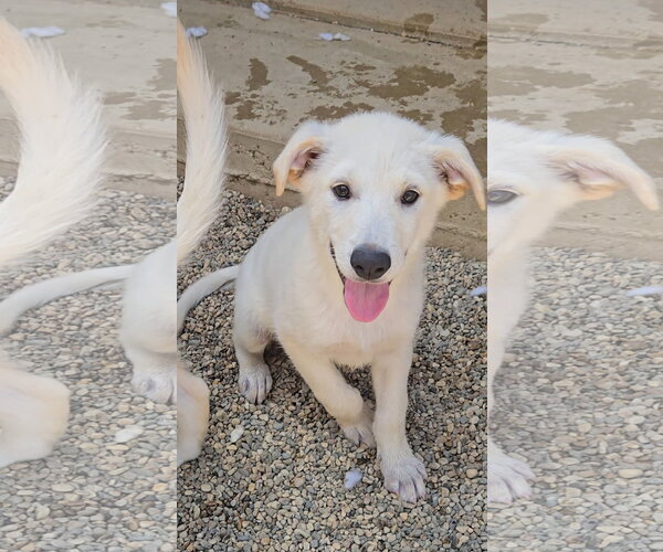 Medium Photo #1 Mutt Puppy For Sale in Estherville, IA, USA
