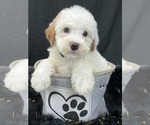Small Photo #15 Cavapoo Puppy For Sale in BULLARD, TX, USA