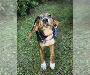 Mutt Dogs for adoption in Wakefield, RI, USA