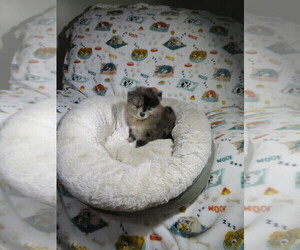Pomeranian Puppy for sale in COOKEVILLE, TN, USA