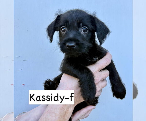 Medium Photo #2 Mutt Puppy For Sale in GILBERTS, IL, USA