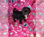 Small #1 Morkie