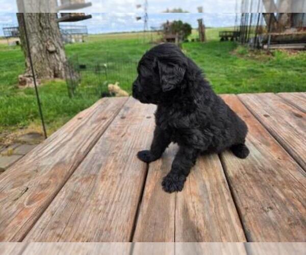 Medium Photo #1 Goldendoodle Puppy For Sale in LEON, KS, USA