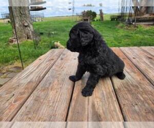 Goldendoodle Puppy for sale in LEON, KS, USA