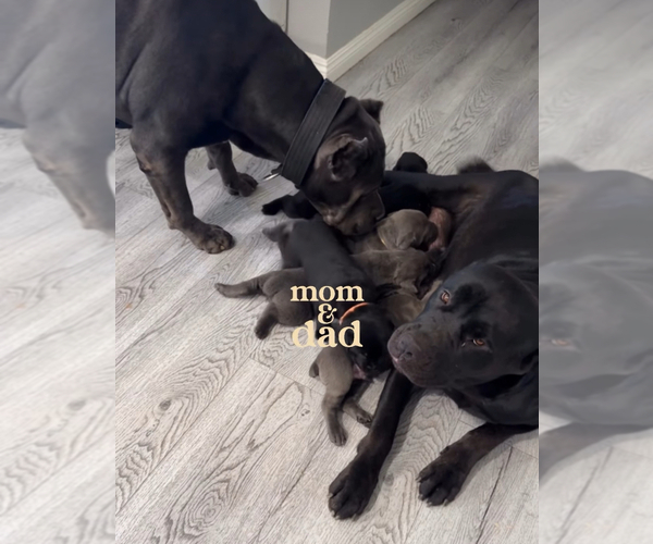 Medium Photo #1 Cane Corso Puppy For Sale in HESPERIA, CA, USA
