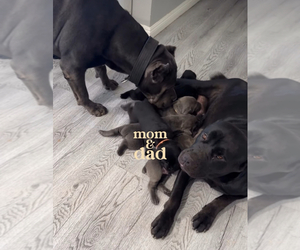 Cane Corso Puppy for sale in HESPERIA, CA, USA
