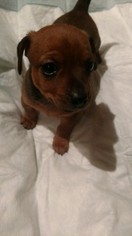 Chiweenie Puppy for sale in WYOMING, MI, USA