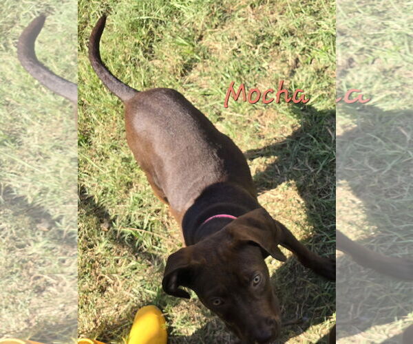 Medium Photo #2 Mutt Puppy For Sale in Jackson, MS, USA