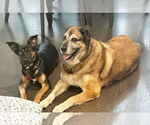 Small #1 Anatolian Shepherd Mix