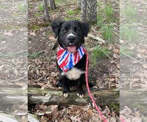 Border Collie-Unknown Mix Dogs for adoption in Rochester, NY, USA