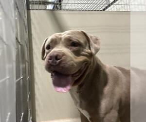 Mutt Dogs for adoption in Bakersfield, CA, USA