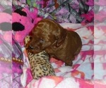 Small #11 Poodle (Standard)
