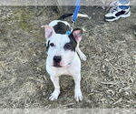 Small #1 American Pit Bull Terrier Mix