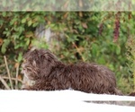 Small #15 ShihPoo