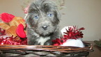 Small Photo #3 Newfoundland Puppy For Sale in CLINTON, AR, USA