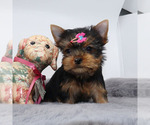 Small #1 Yorkshire Terrier