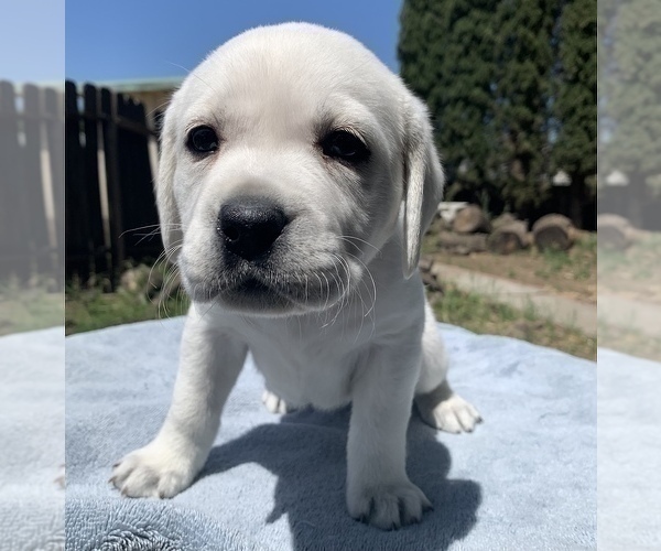Medium Photo #3 Labrador Retriever Puppy For Sale in LIVE OAK, CA, USA