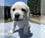 Small Photo #3 Labrador Retriever Puppy For Sale in LIVE OAK, CA, USA