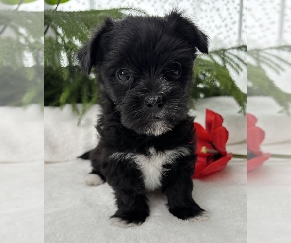 Medium Photo #2 Morkie Puppy For Sale in ROCK STREAM, NY, USA