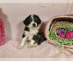 Small Photo #8 Bernedoodle-Poodle (Toy) Mix Puppy For Sale in BLACK FOREST, CO, USA