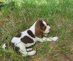 Puppy Puppy 3 Beagle