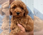 Small #3 Goldendoodle (Miniature)