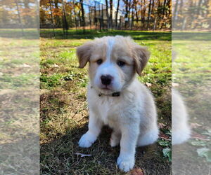 Labrenees Dogs for adoption in Springdale, PA, USA