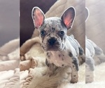 Puppy Jasper French Bulldog