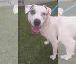 Small #16 Jack Russell Terrier Mix