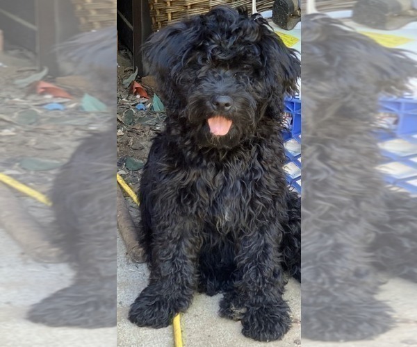Medium Photo #2 Labradoodle Puppy For Sale in BOILING SPRINGS, SC, USA